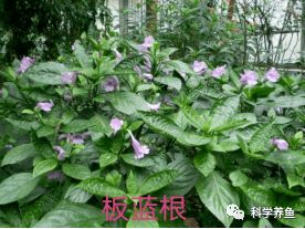 14種中草藥在水產養殖中的神奇應用，里面一定有您不清楚的